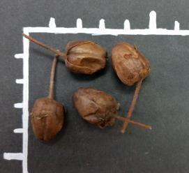 POD